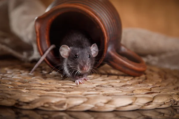 Comment gérer une infestation de rats dans un local commercial