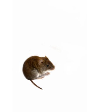 comment faire fuir les souris d une maison: 6 méthodes à essayer