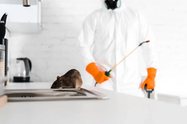 Pourquoi les rats sont particulièrement actifs dans les grandes villes