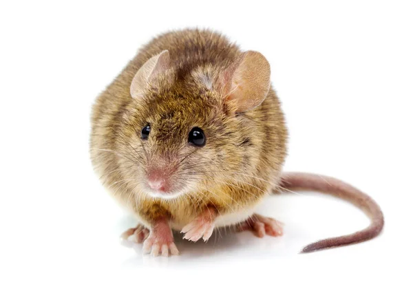 répulsifs contre les rats, protégez votre maison des rongeurs