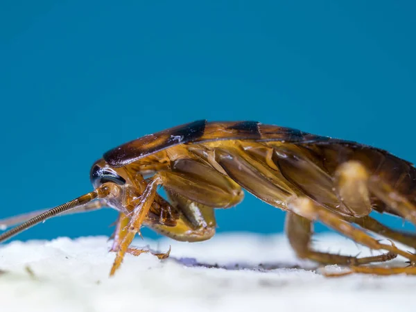 Désinsectisation de jardin comment protéger vos plantes des insectes nuisibles