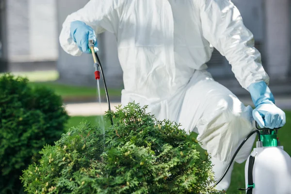 Désinsectisation des greniers et combles comment éliminer les insectes cachés