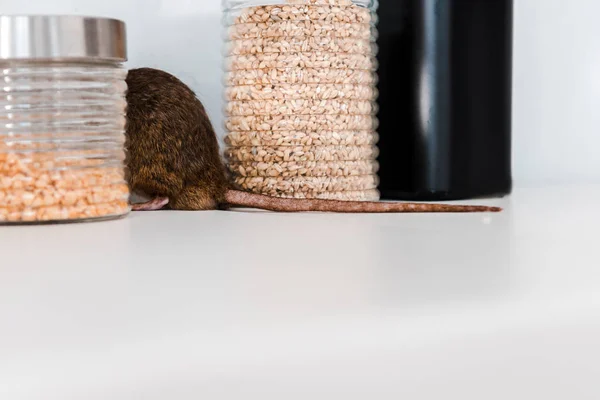 Comment gérer une infestation de rongeurs dans un immeuble de bureaux