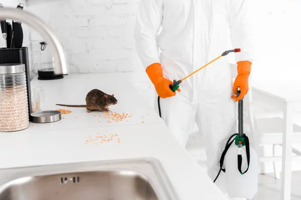 Comment se débarrasser des rats sans utiliser de produits toxiques