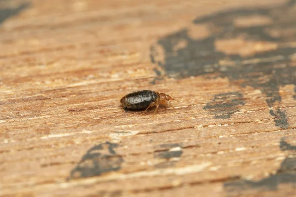 Les méthodes de désinsectisation les plus efficaces pour lutter contre les termites