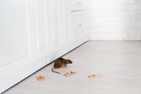 Les dangers d'une infestation de rats pour vos installations électriques