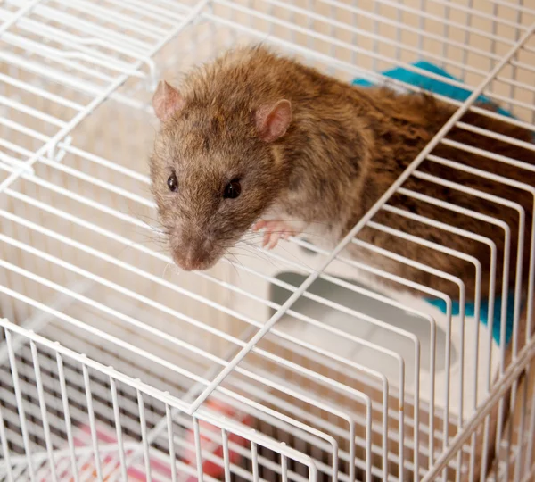 Les signes d'une infestation de rats à surveiller dans votre restaurant