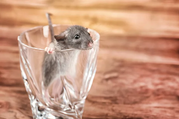 Comment prévenir une infestation de rats dans un restaurant