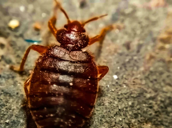 Les meilleurs répulsifs naturels contre les punaises de lit