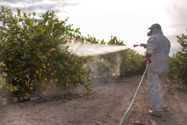 Les dangers des produits chimiques de désinsectisation et leurs alternatives naturelles