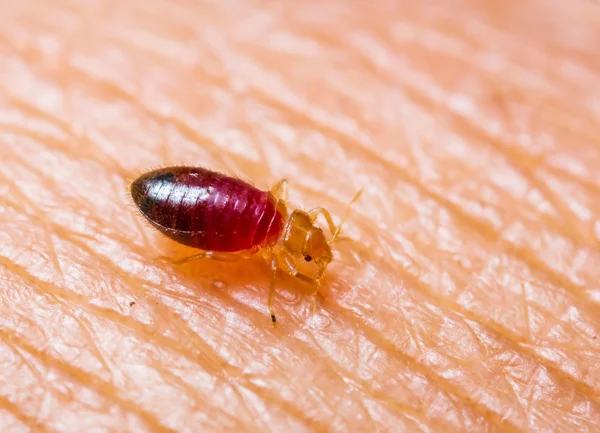 Comment nettoyer un appartement après une infestation de punaises de lit