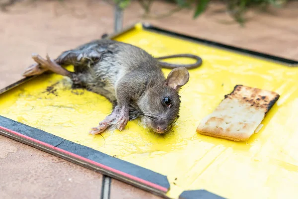 Comment prévenir une infestation de rats dans votre domicile