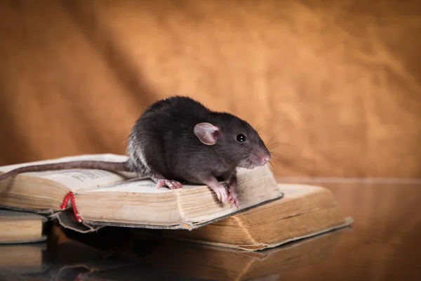 Pourquoi les rats et souris sont plus actifs en hiver