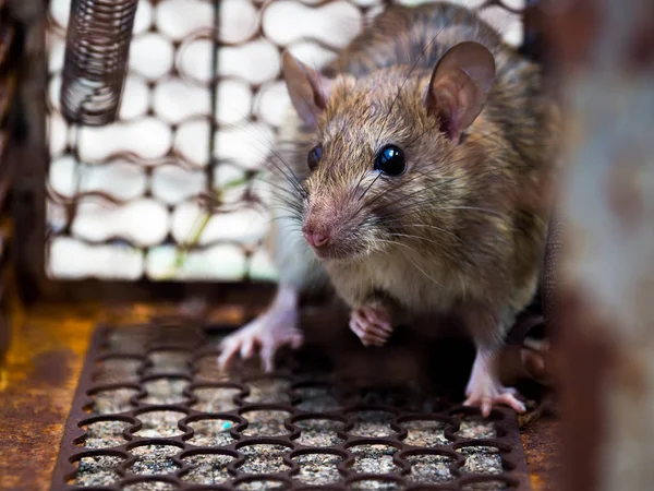 Pourquoi les rats sont un danger pour la sécurité des lieux publics