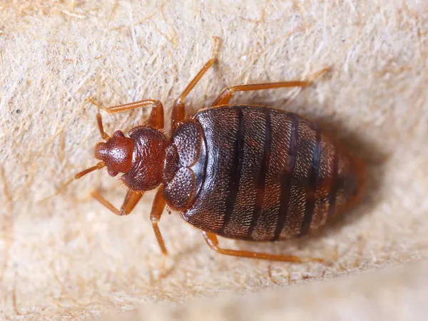 Comment traiter une infestation de punaises de lit dans une location saisonnière