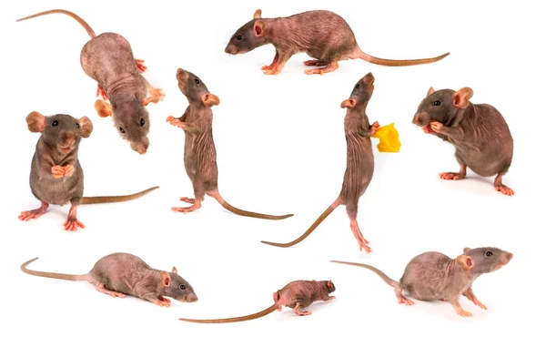 Les meilleures astuces pour prévenir une infestation de rats dans un restaurant