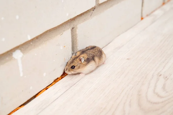 Les signes d’une infestation de rats dans les cafés et comment les repérer