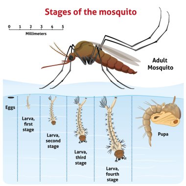 protection termites