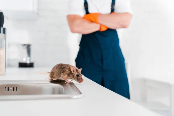 Les signes d’une infestation de rongeurs dans les restaurants à surveiller