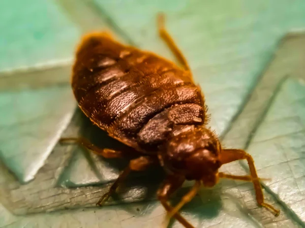 Comment bien désinsectiser une maison après une infestation